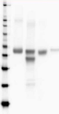 RbcL | Rubisco large subunit, form I, HRP-conjugated (40 µg) in the group Antibodies Plant/Algal / Global Antibodies at Agrisera AB (Antibodies for research) (AS03 037-HRP)